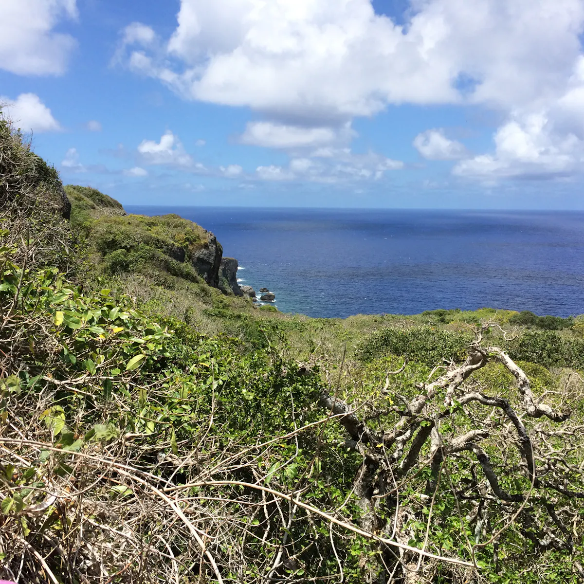 Guam S Forests Are Being Slowly Killed Off By A Snake