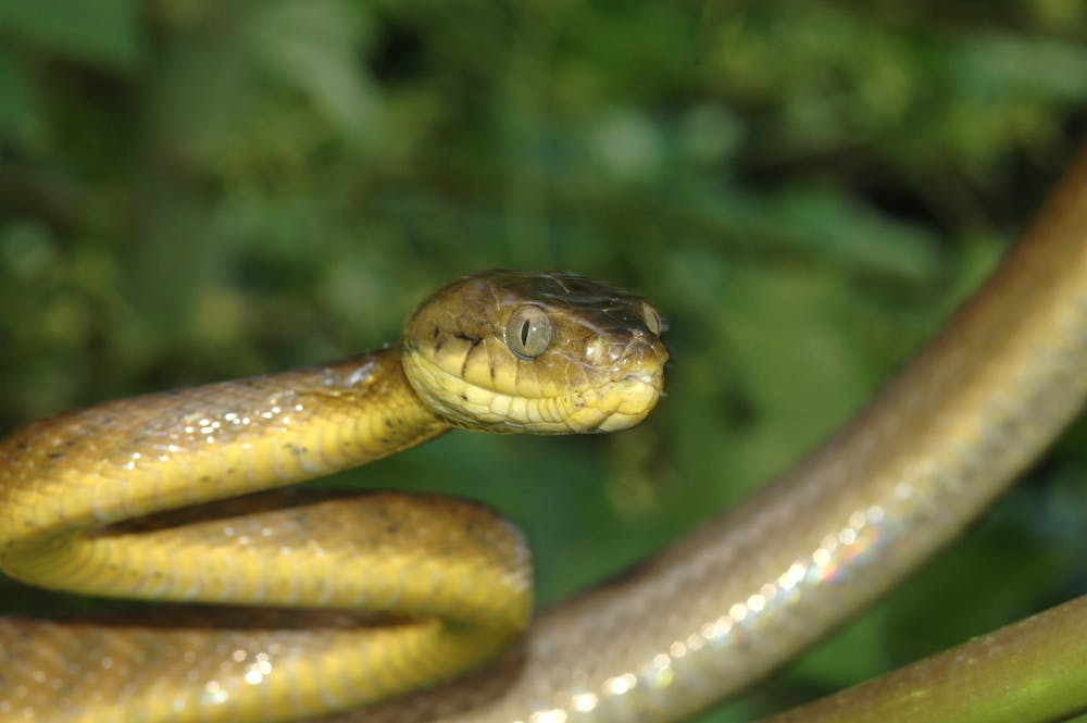 Guam's forests are being slowly killed off – by a snake