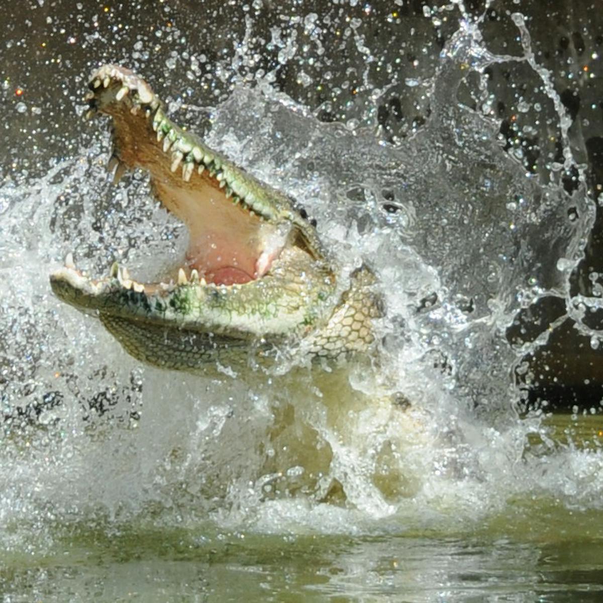 Crocodile Culls Won T Solve Crocodile Attacks