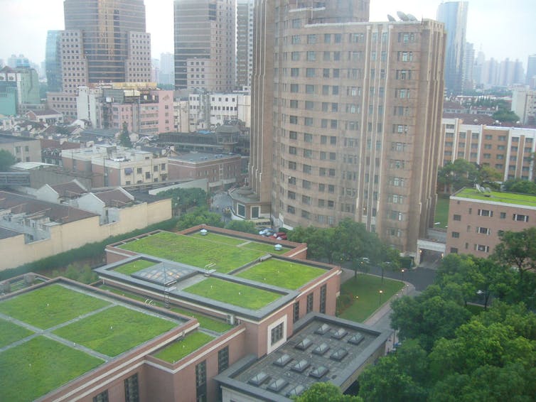 urban grassy rooftops, China