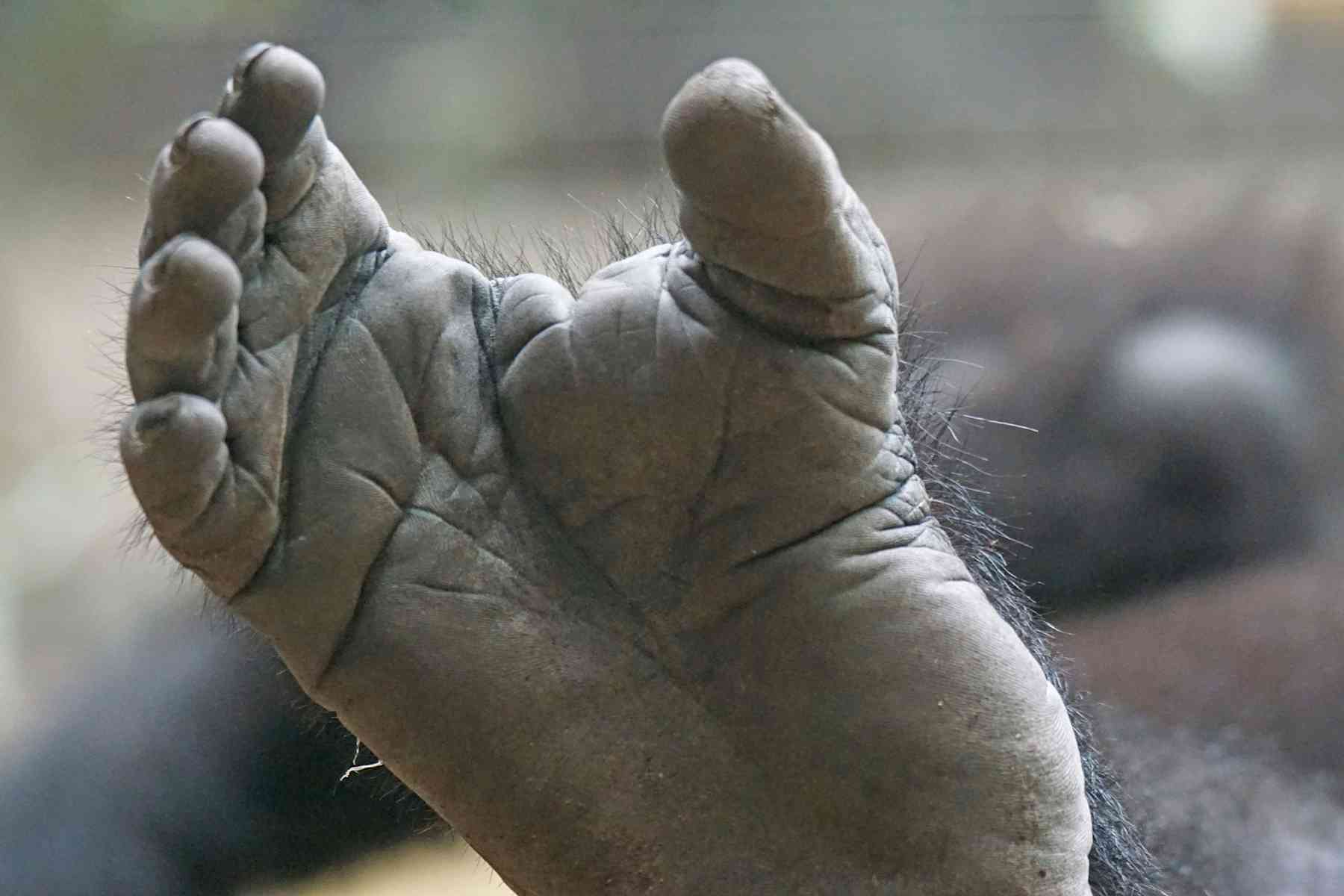 Ancient footprints in Crete challenge theory of human evolution – but