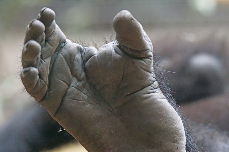 Ancient footprints in Crete challenge theory of human evolution – but