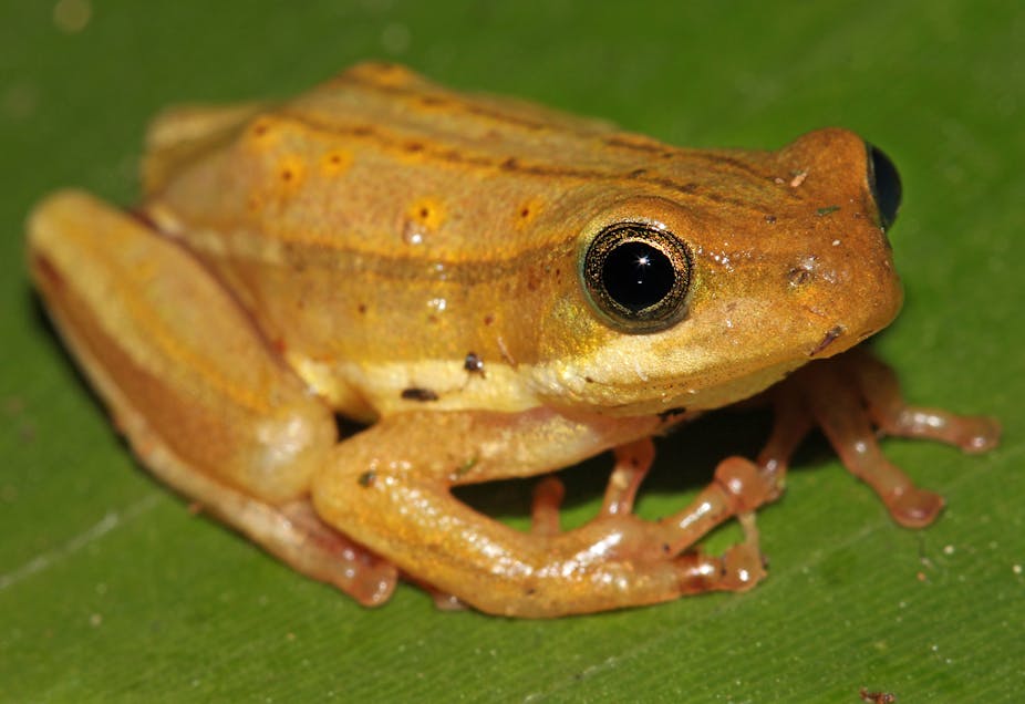 Using new techniques to track Kenya's disappearing amphibians
