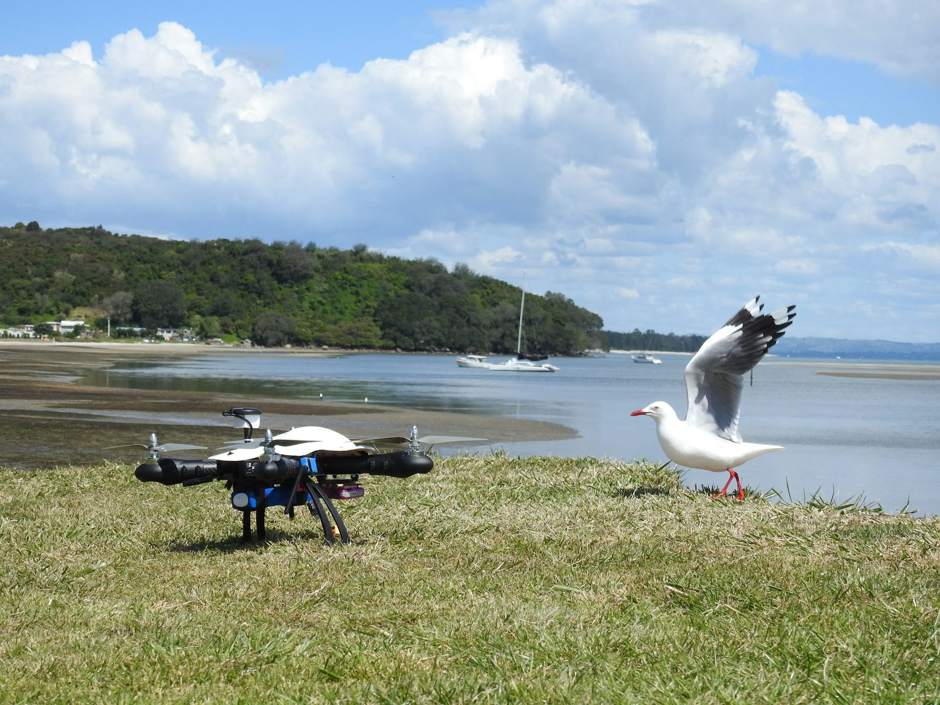 Drones and wildlife working to coexist