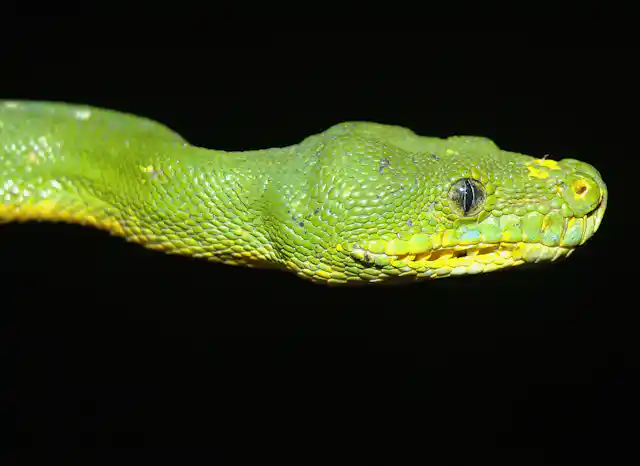 Nsw Green Python Australia’s species need an independent champion
