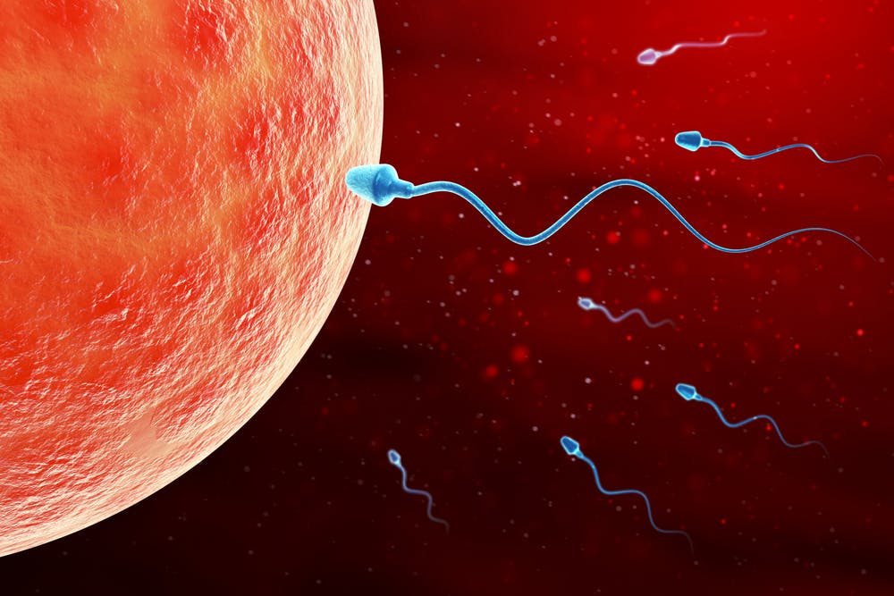 The Handmaid's Tale and counting sperm: are fertility rates ...