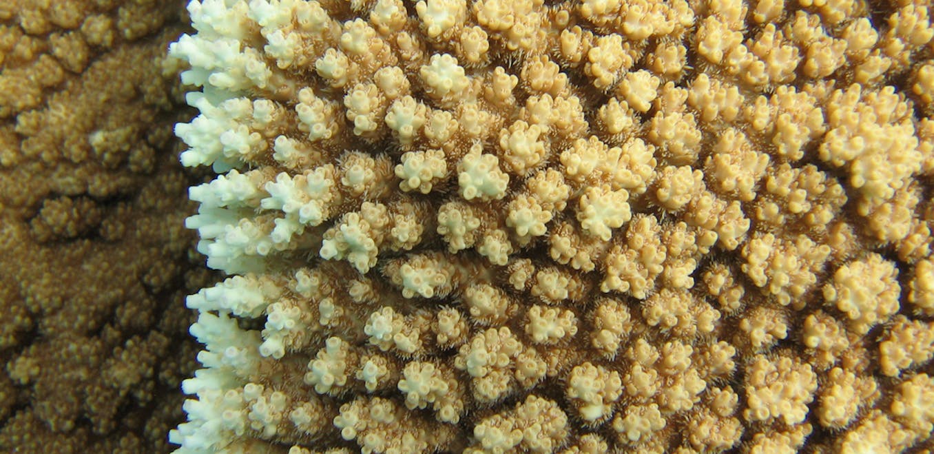 no coraline algae