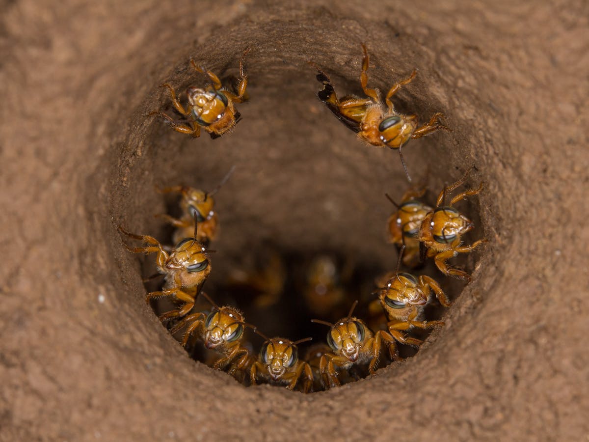 A Game Of Drones Why Some Bees Kill Their Queens A Game Of Drones Why Some Bees Kill Their Queens