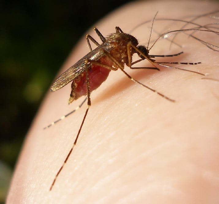 Causes malaria what Malaria Treatment