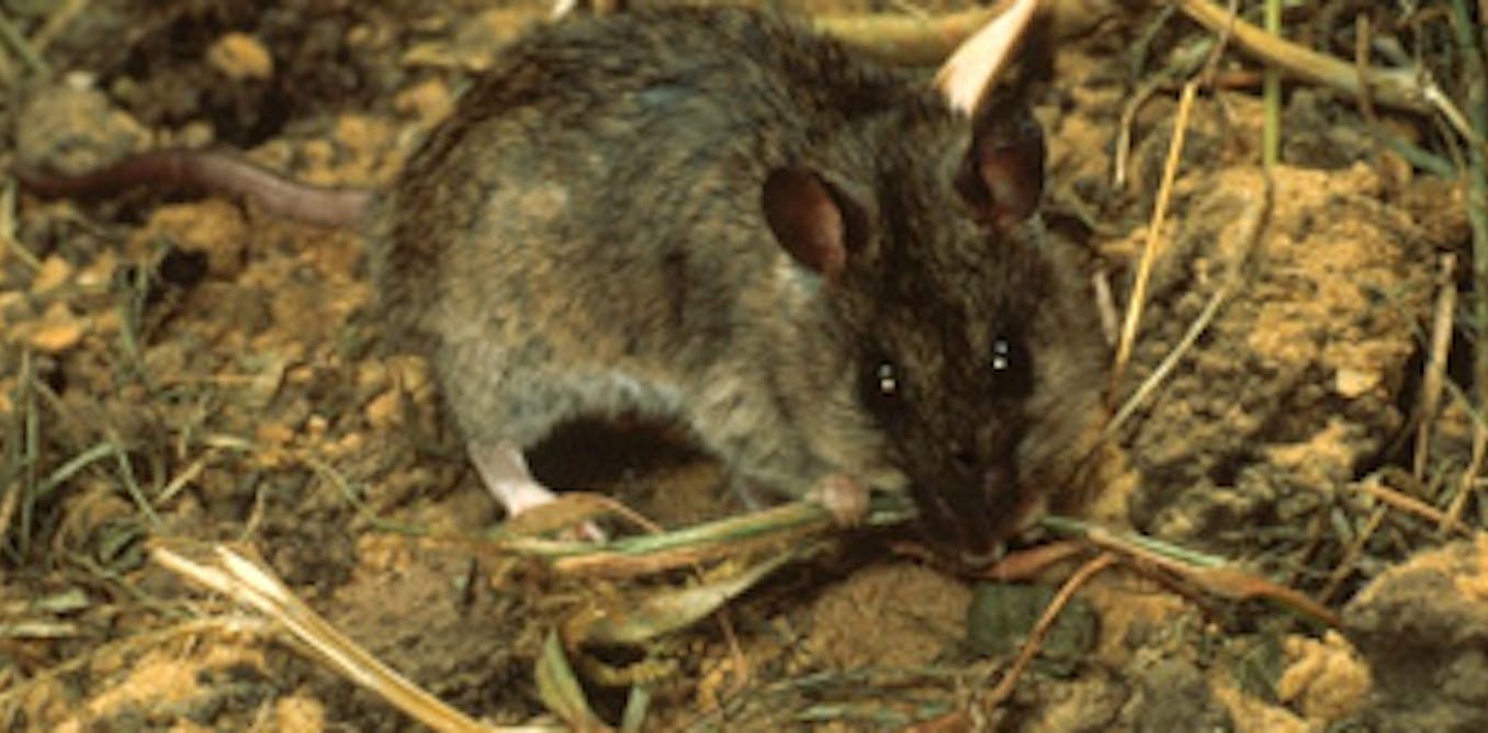 Lassa fever will keep ravaging nigeria unless better surveillance is put in place