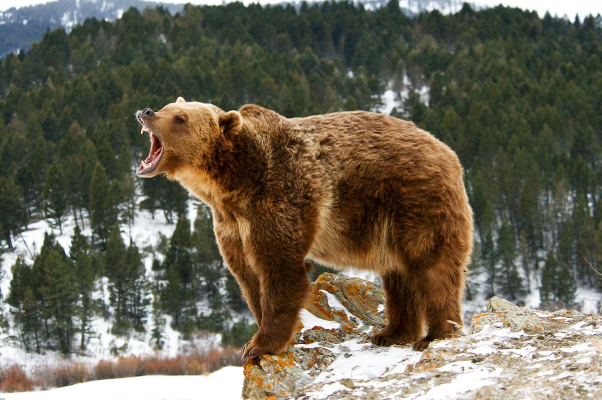 Fierce debate roars to life over grizzly bear hunt