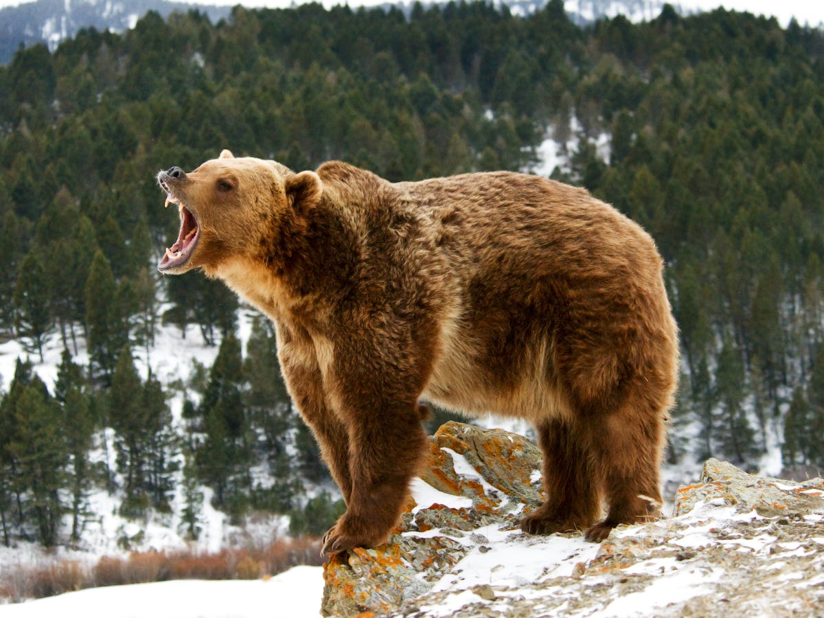 Fierce debate roars to life over grizzly bear hunt