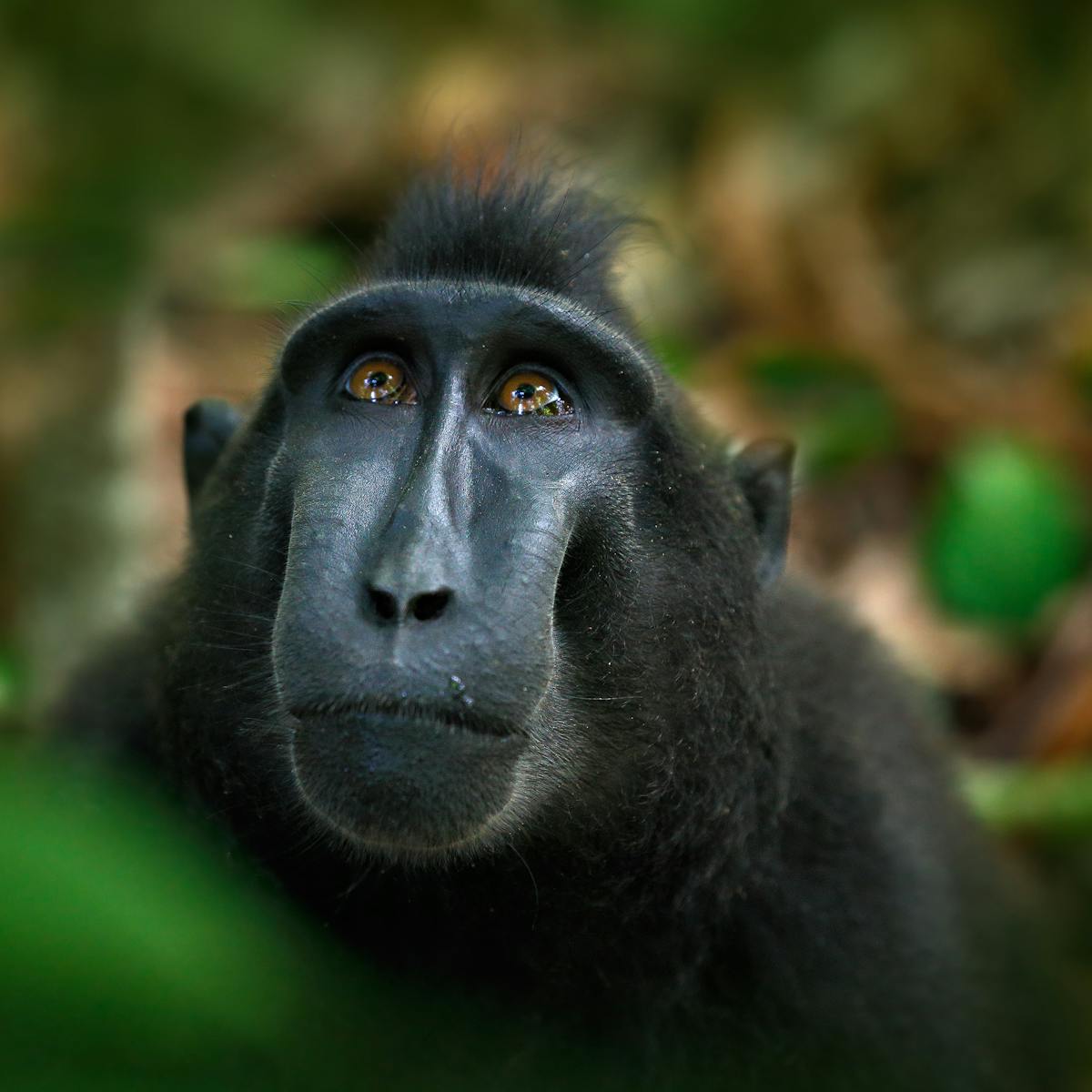 Monkey selfie case finally settled – but there are many similar animal  rights battles to come