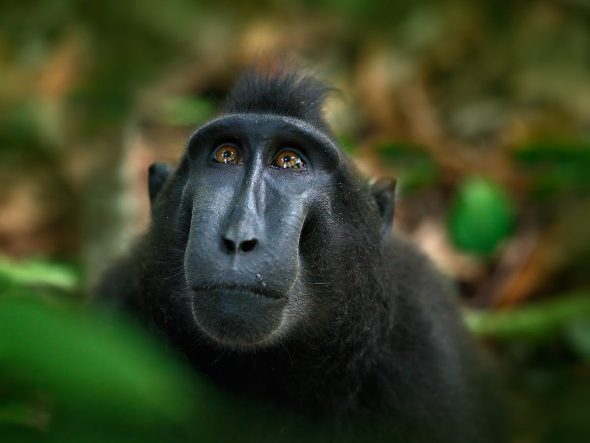 Monkey selfie case finally settled – but there are many similar animal  rights battles to come