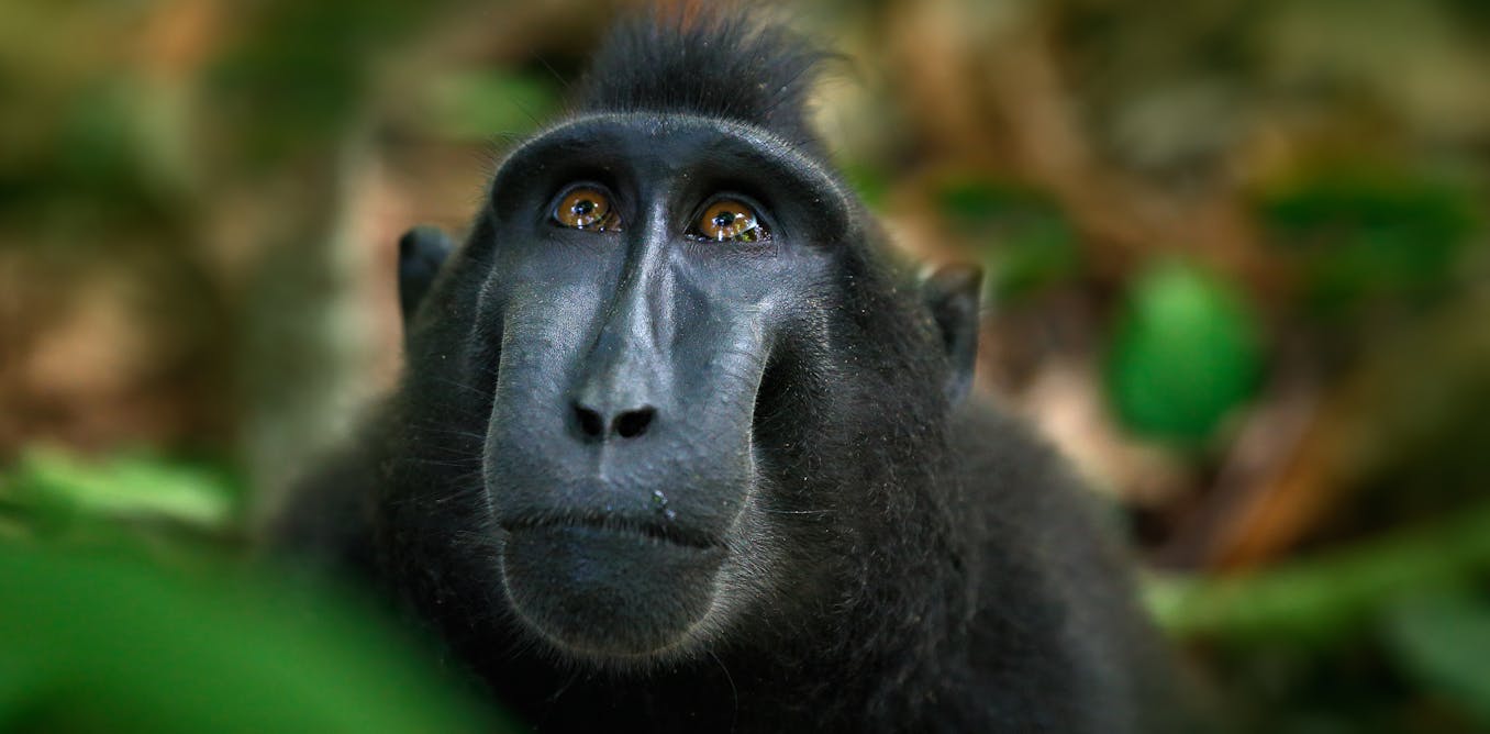 Monkey selfie case finally settled – but there are many similar animal