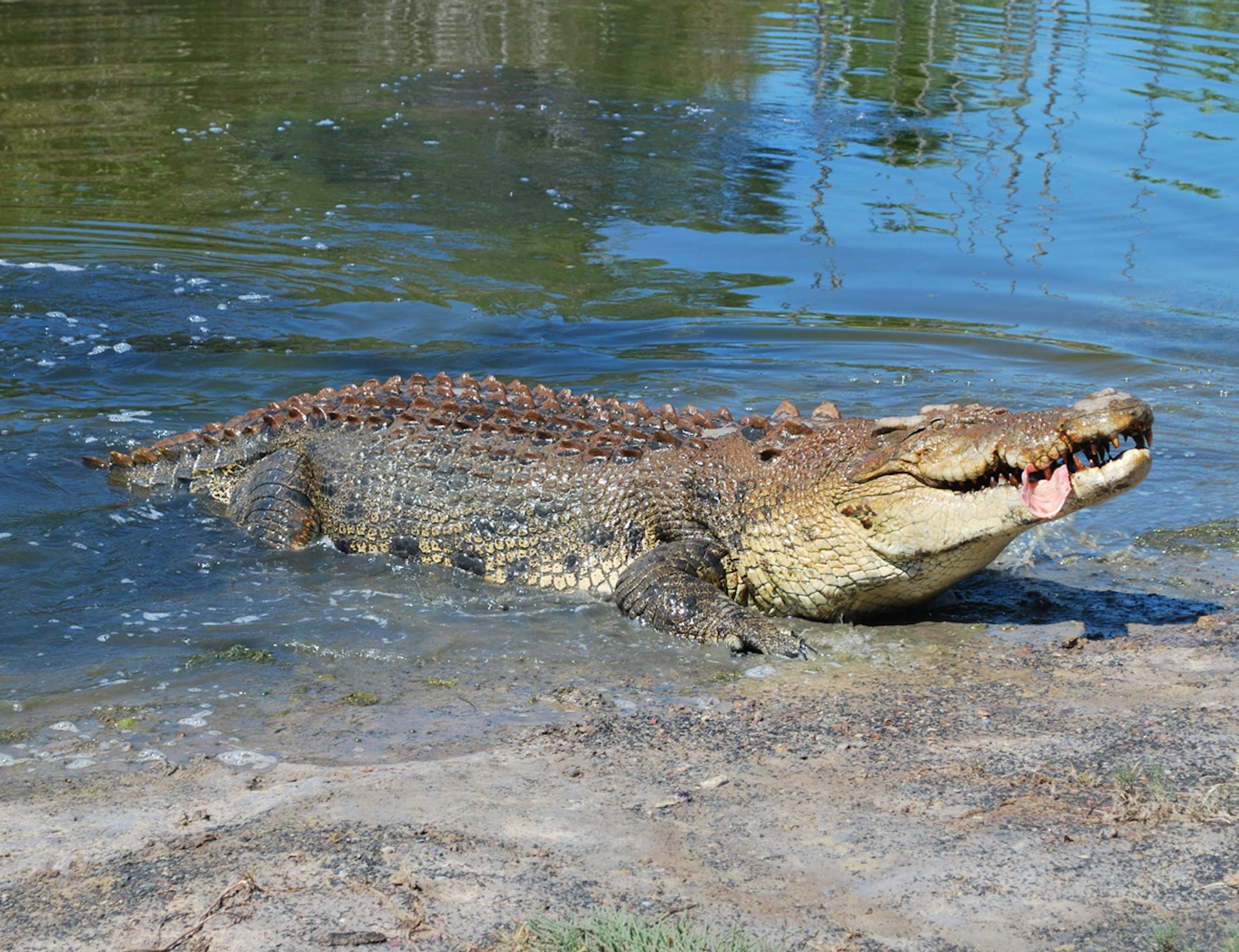 croc research on gambling habits gets 