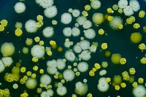 bacterial baggage how humans are spreading germs all over the globe