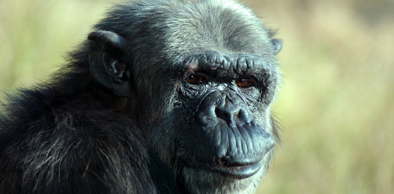Descendons-nous du chimpanzé ? : la biologie évolutive et ses idées reçues