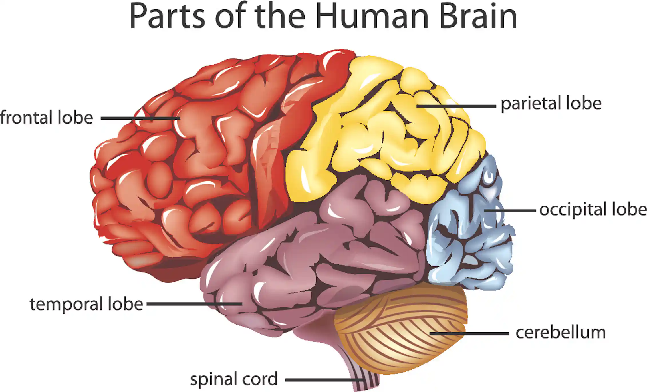 Explainer The Brain
