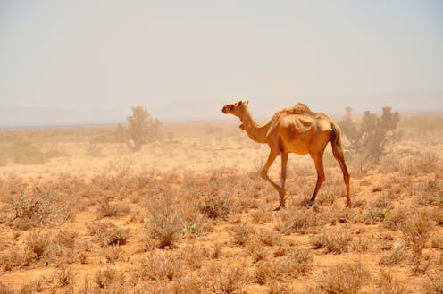 Somalia Conflict And Famine The Causes Are Bad Governance -