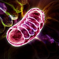 new research on mitochondria