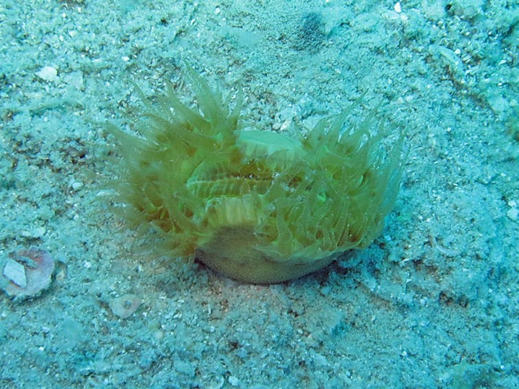 Newly discovered hermit crab species lives in 'walking corals'