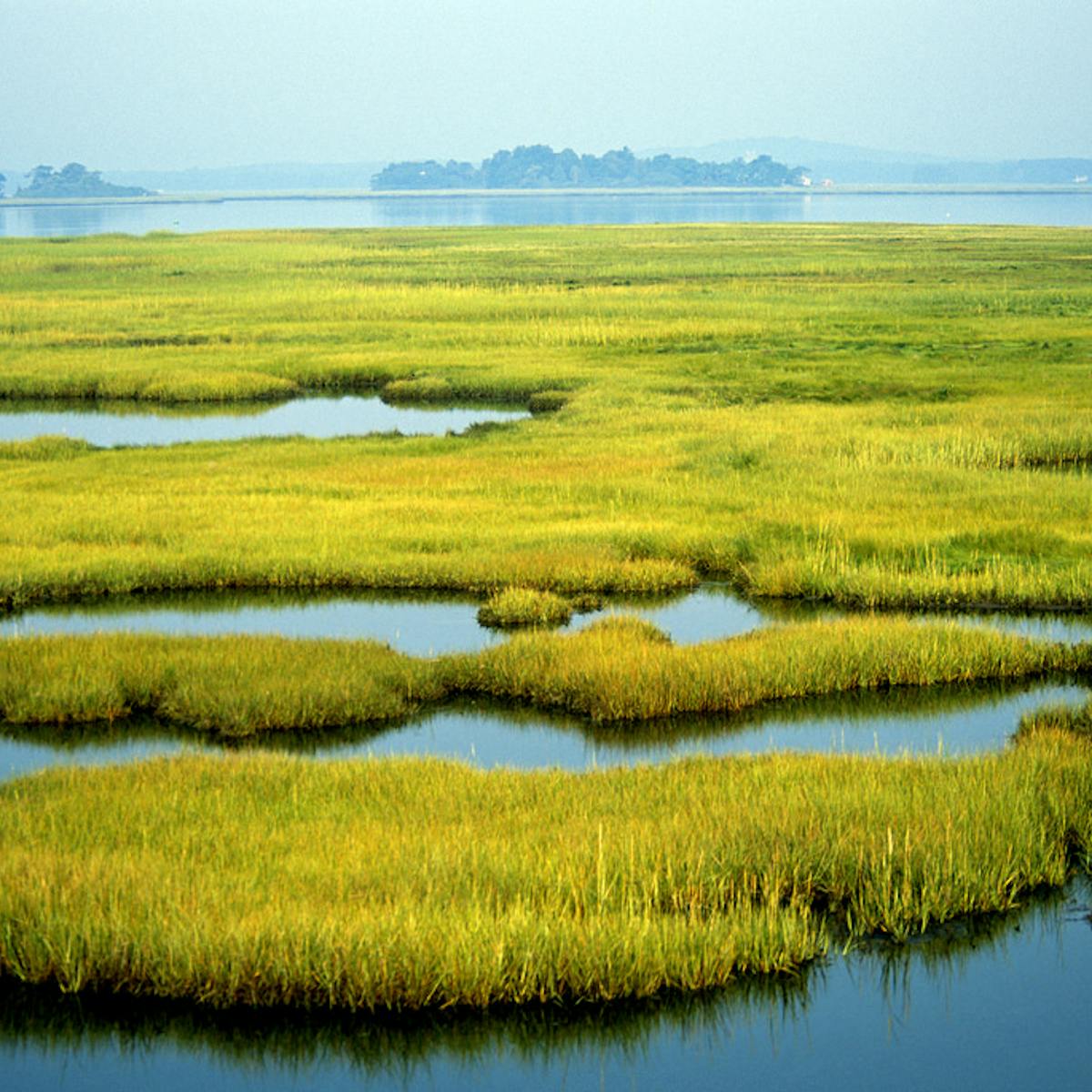 As Communities Rebuild After Hurricanes Study Shows Wetlands Can Significantly Reduce Property Damage