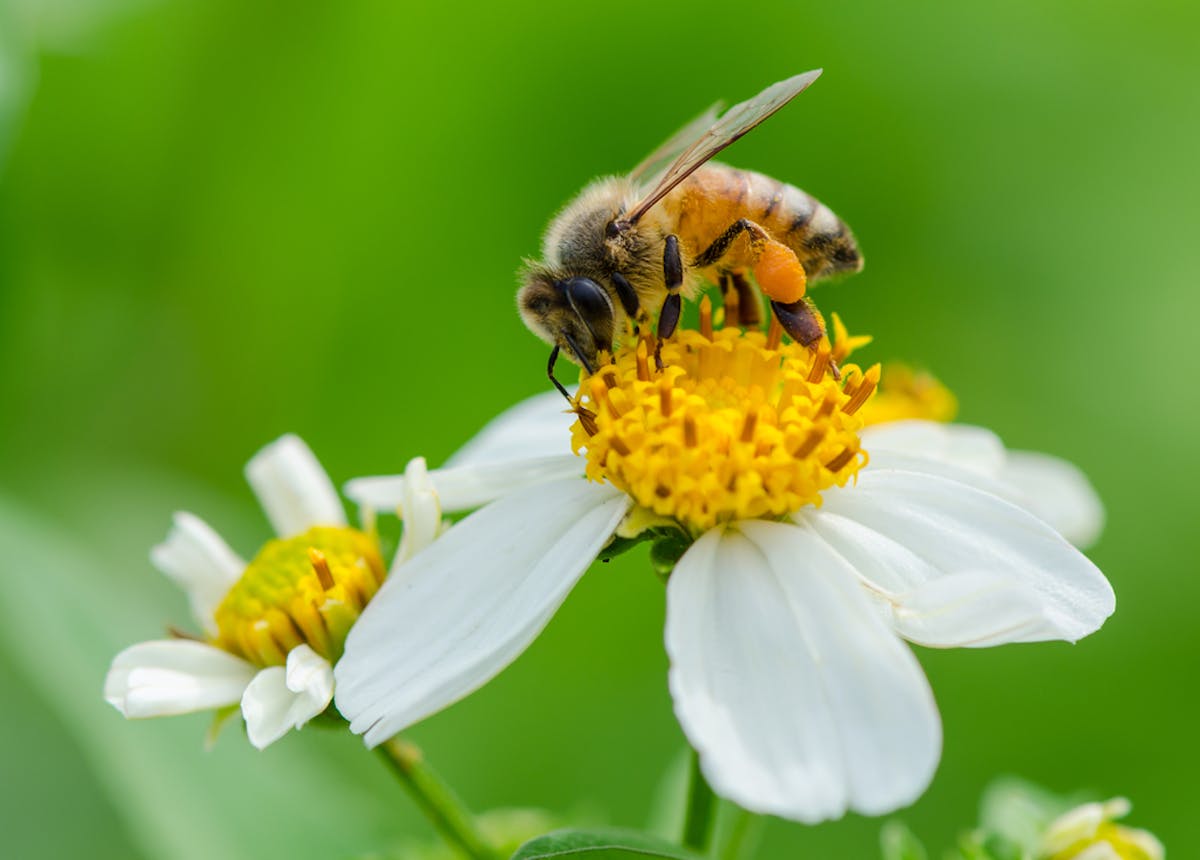 Bees in the city: Designing green roofs for pollinators