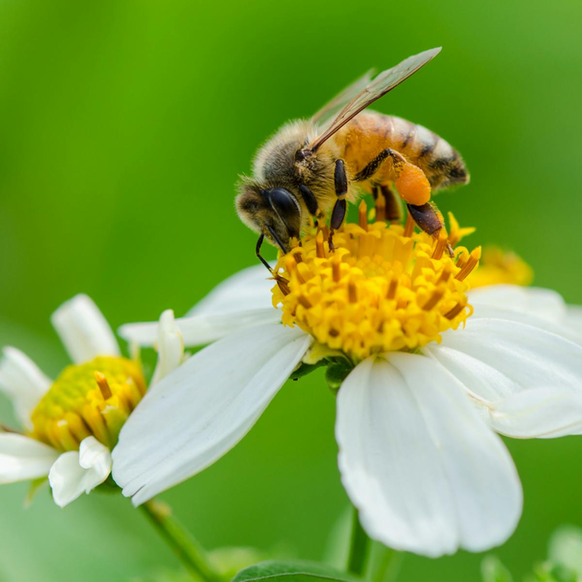 Bees in the city: Designing green roofs for pollinators