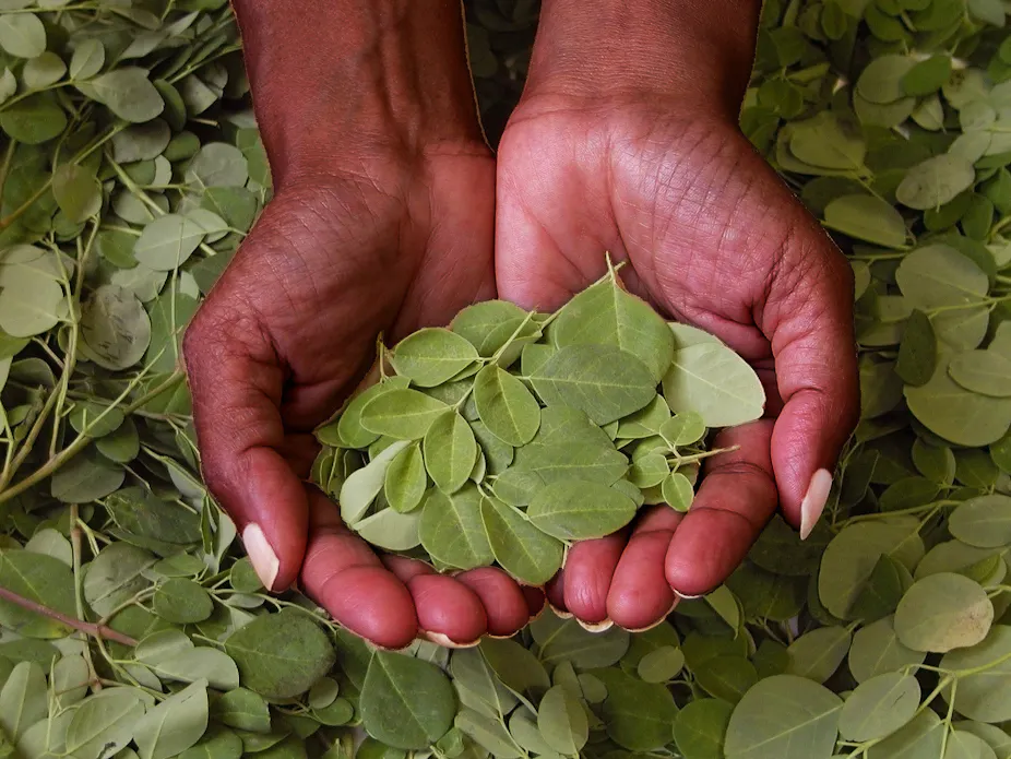 What is the Moringa Plant? The Moringa Plant: Nature’s Miracle Tree for Health, Wellness, and Sustainability What is the Moringa Plant? The Moringa Plant: Nature’s Miracle Tree for Health, Wellness, and Sustainability