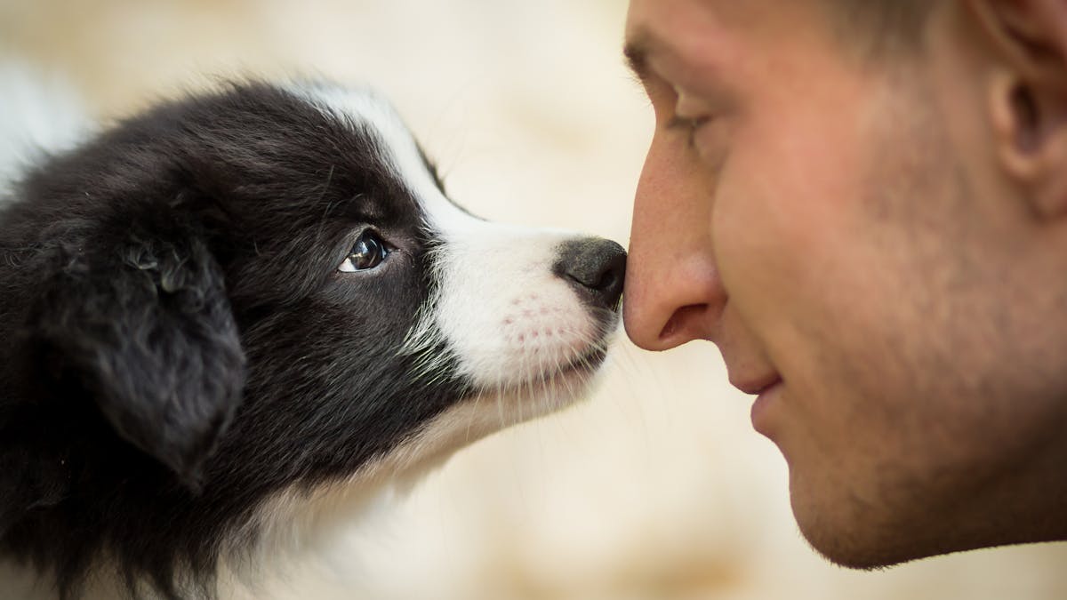 The Science Behind Why Some People Love Animals And Others Couldn T Care Less