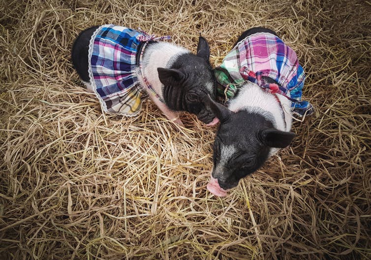 The science behind why some people love animals and others couldn't care less The science behind why some people love animals and others couldn't care less