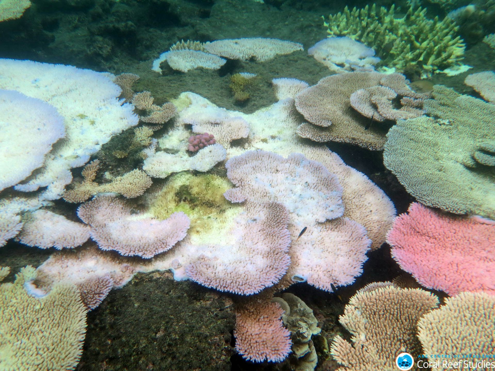 the extent of future coral bleaching is likely to