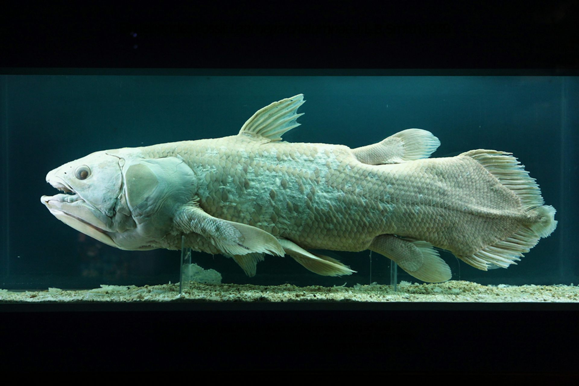 4100 Ikan Purba Air Tawar Di Indonesia Terbaik