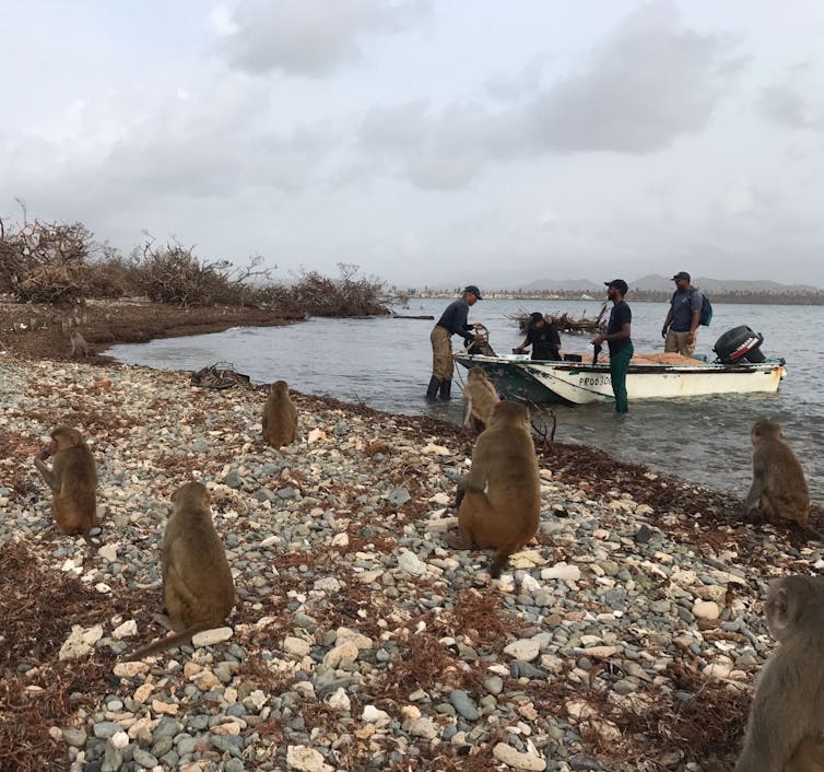 College Media Network Scientists Join Forces to Save Puerto Rico's 'Monkey Island'