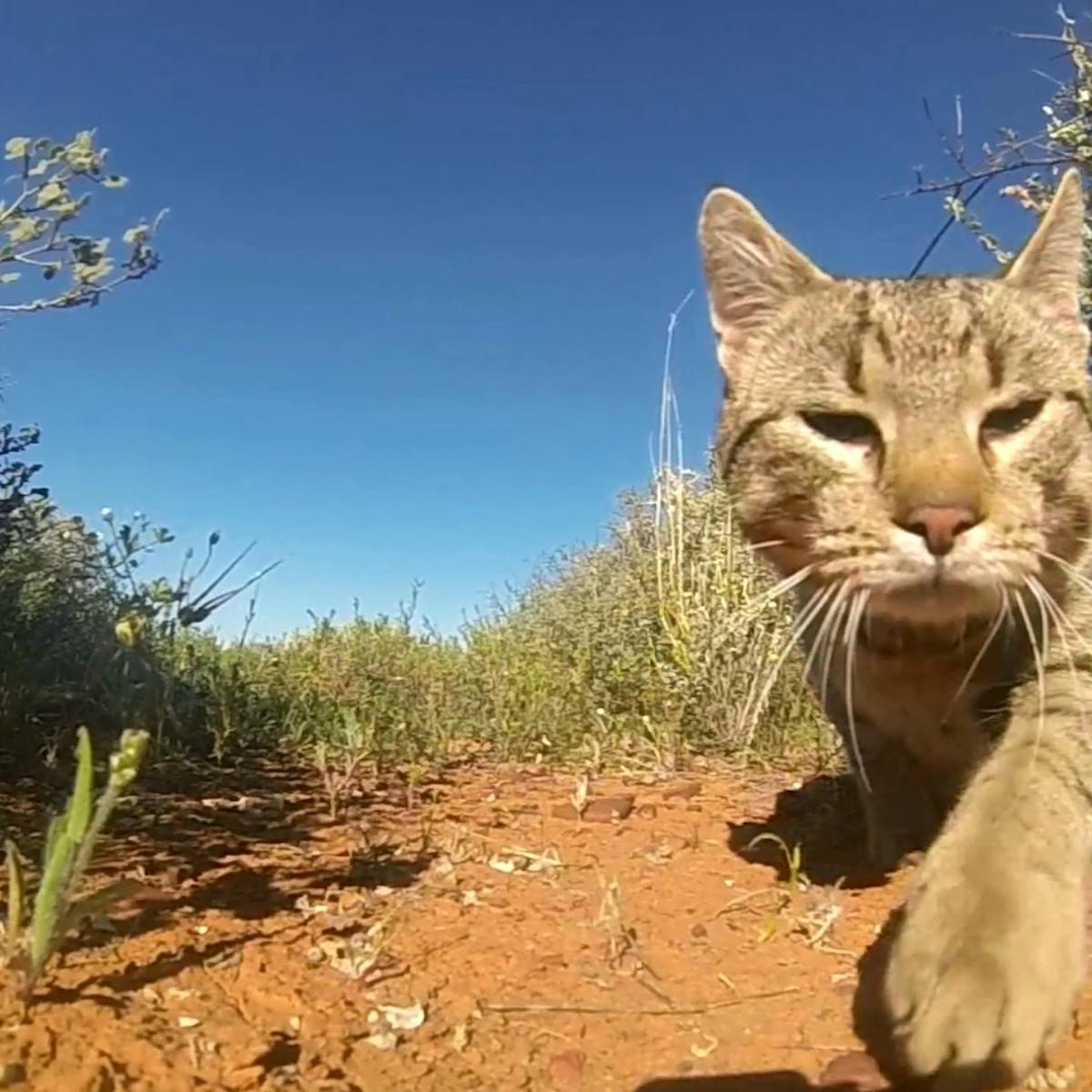 For Whom The Bell Tolls Cats Kill More Than A Million Australian Birds Every Day