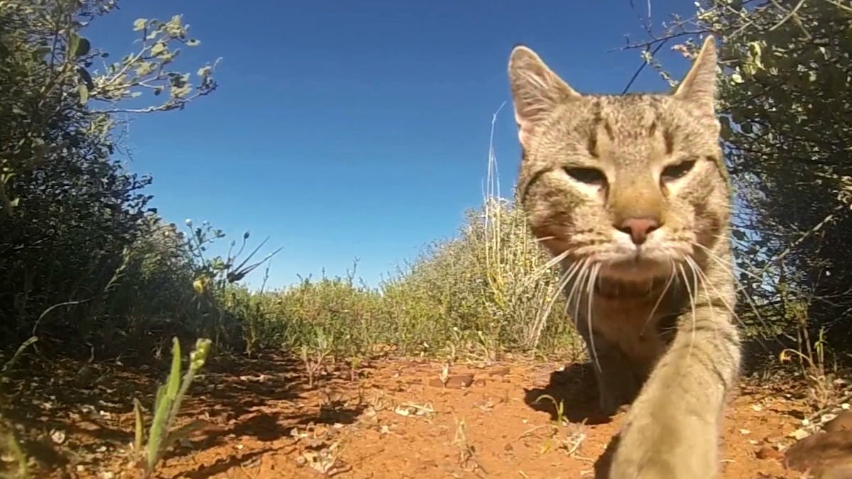 For Whom The Bell Tolls Cats Kill More Than A Million Australian