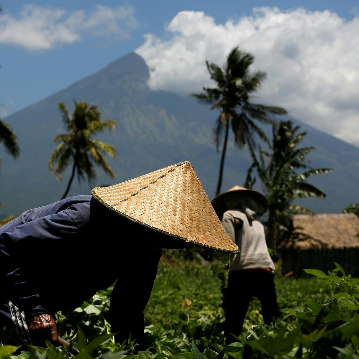 Letusan Gunung Agung Bisa Menghasilkan Tanah Tersubur Di Dunia Letusan Gunung Agung Bisa Menghasilkan Tanah Tersubur Di Dunia