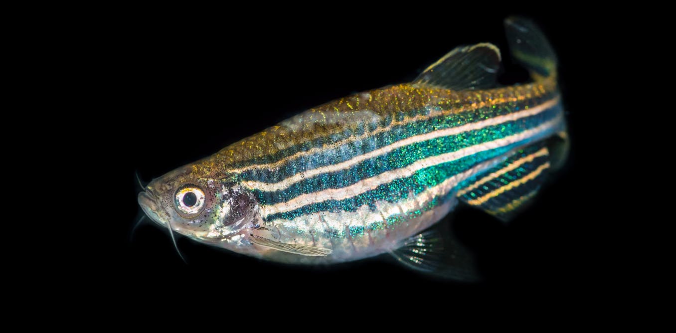 How animals got their spots and stripes – according to maths