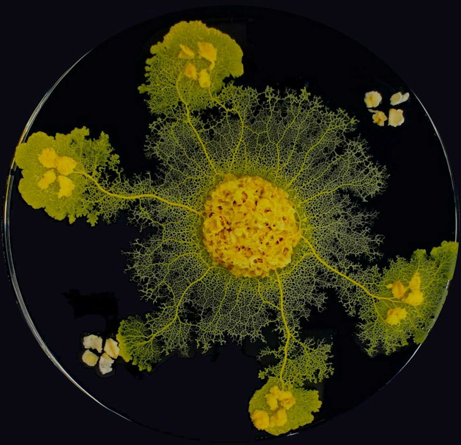 À la rencontre du blob, cette étonnante créature unicellulaire
