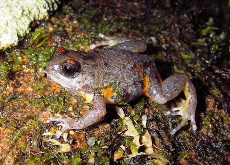 Seven miniature frogs discovered in the Western Ghats