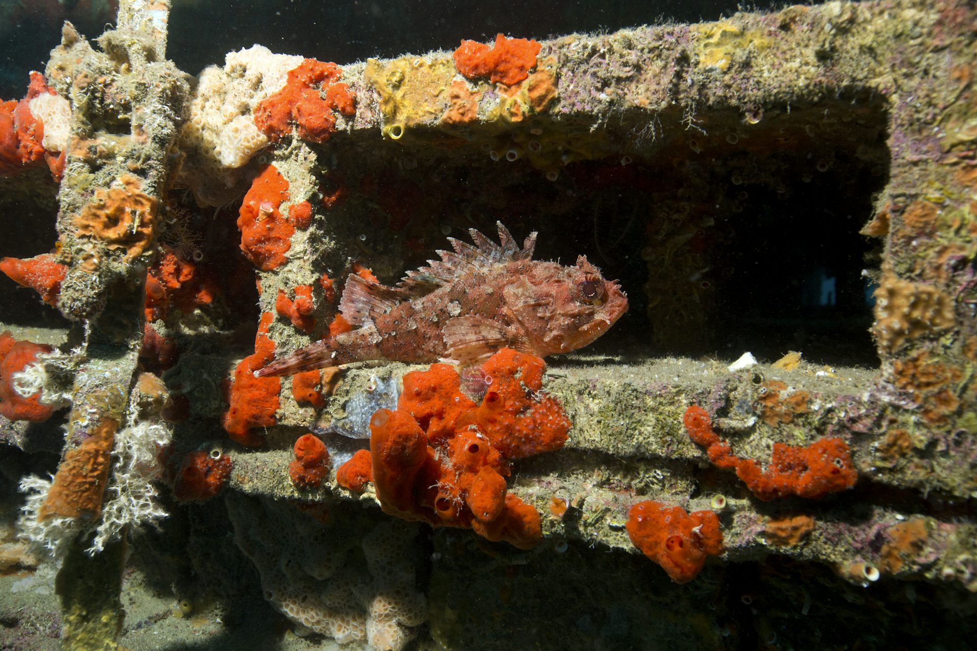 Les récifs artificiels outils de développement durable