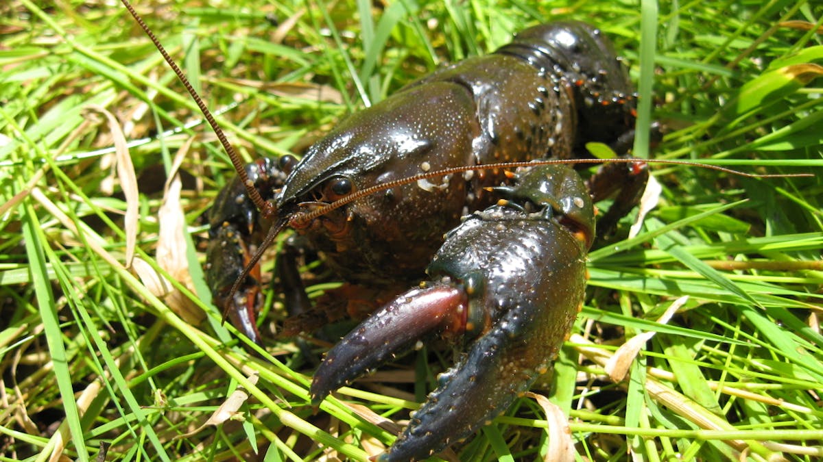 Australian Endangered Species Spiny Crayfish Australian Endangered Species Spiny Crayfish
