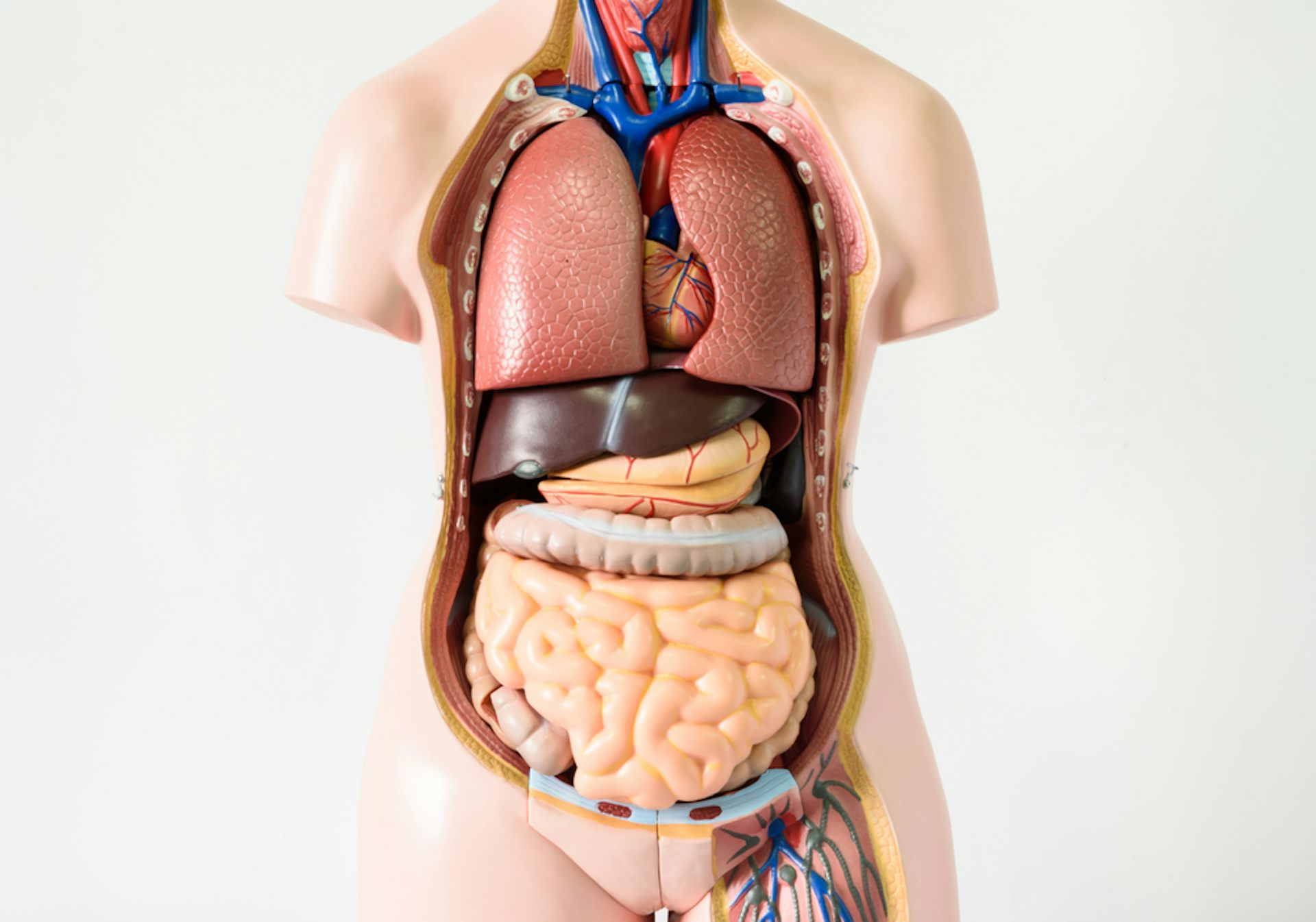 Understanding the 11 Body Organ Systems