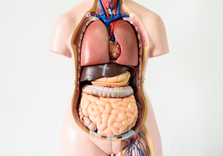 male human anatomy stomach