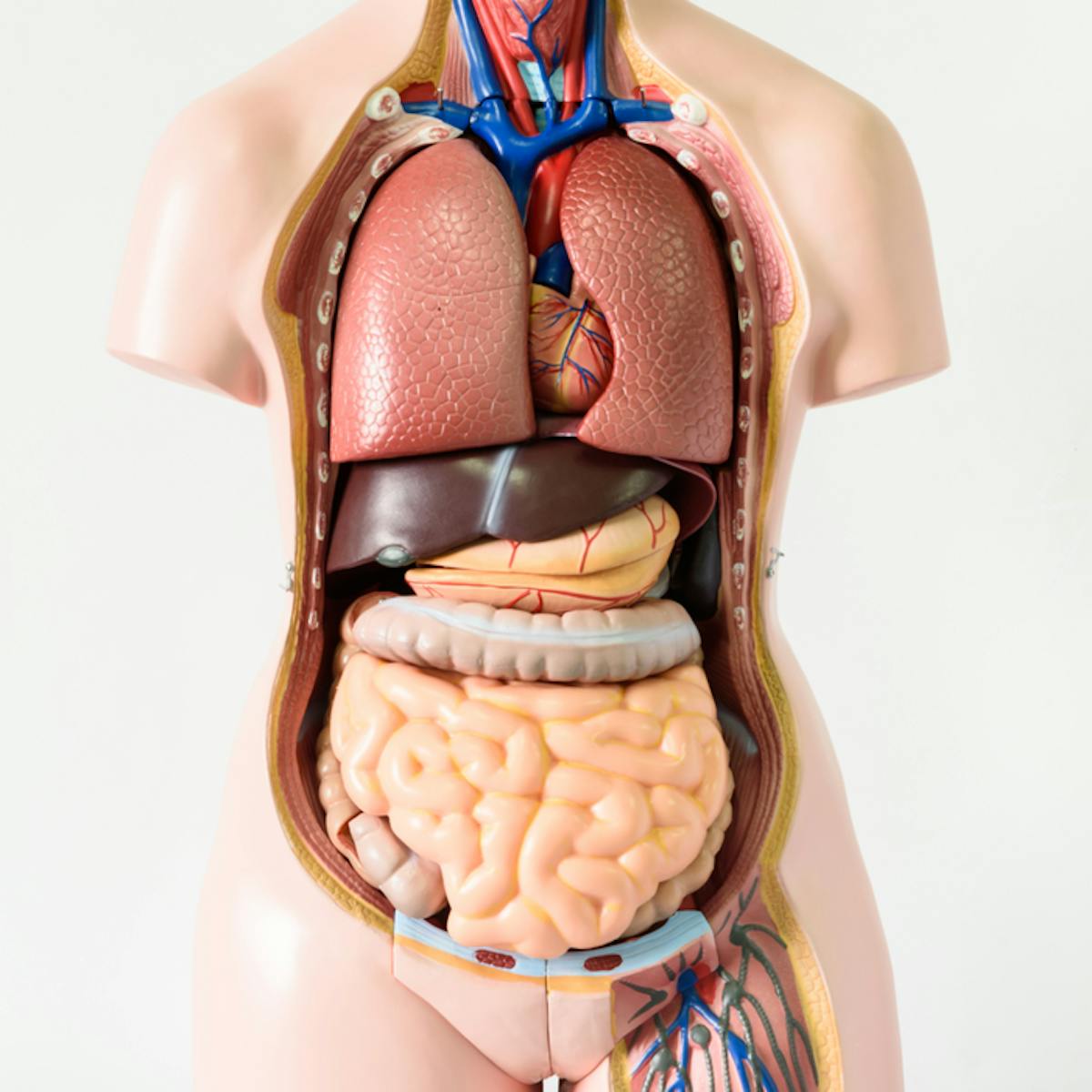 Seven Body Organs You Can Live Without
