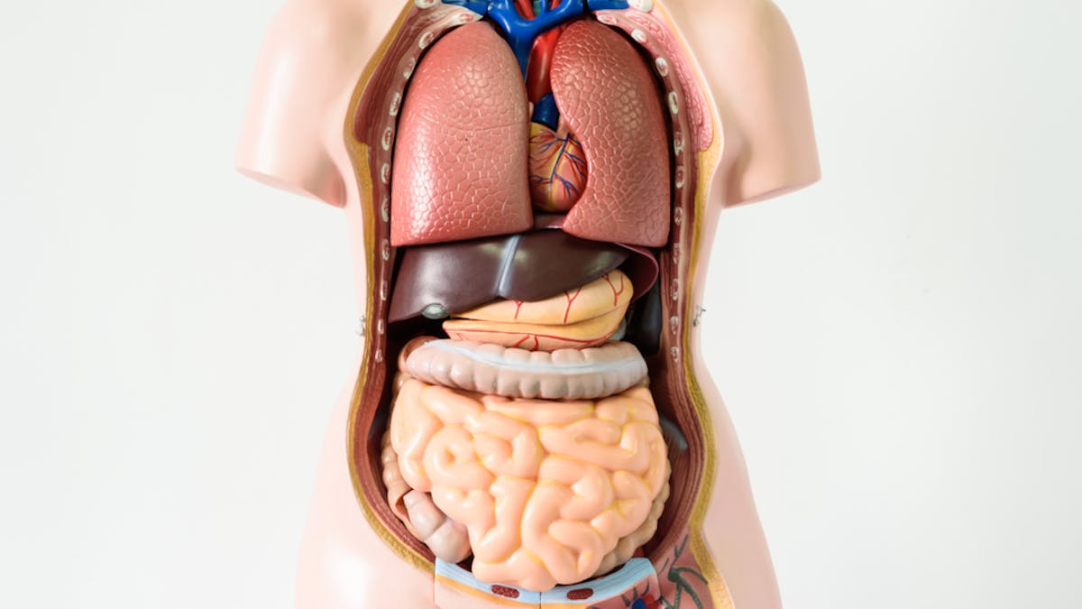 Seven body organs you can live without