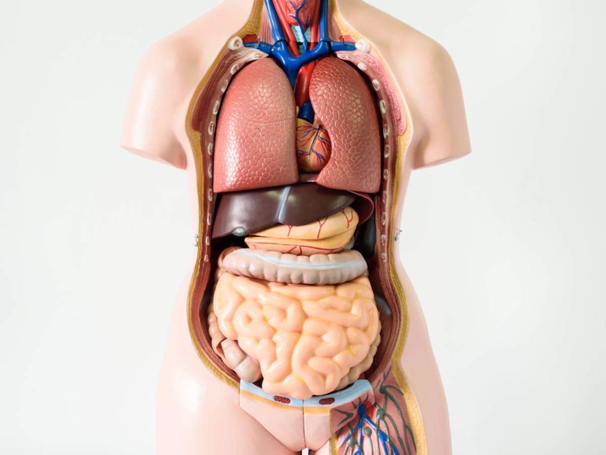 Seven Body Organs You Can Live Without