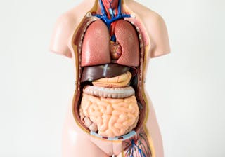 Seven body organs you can live without Seven body organs you can live without