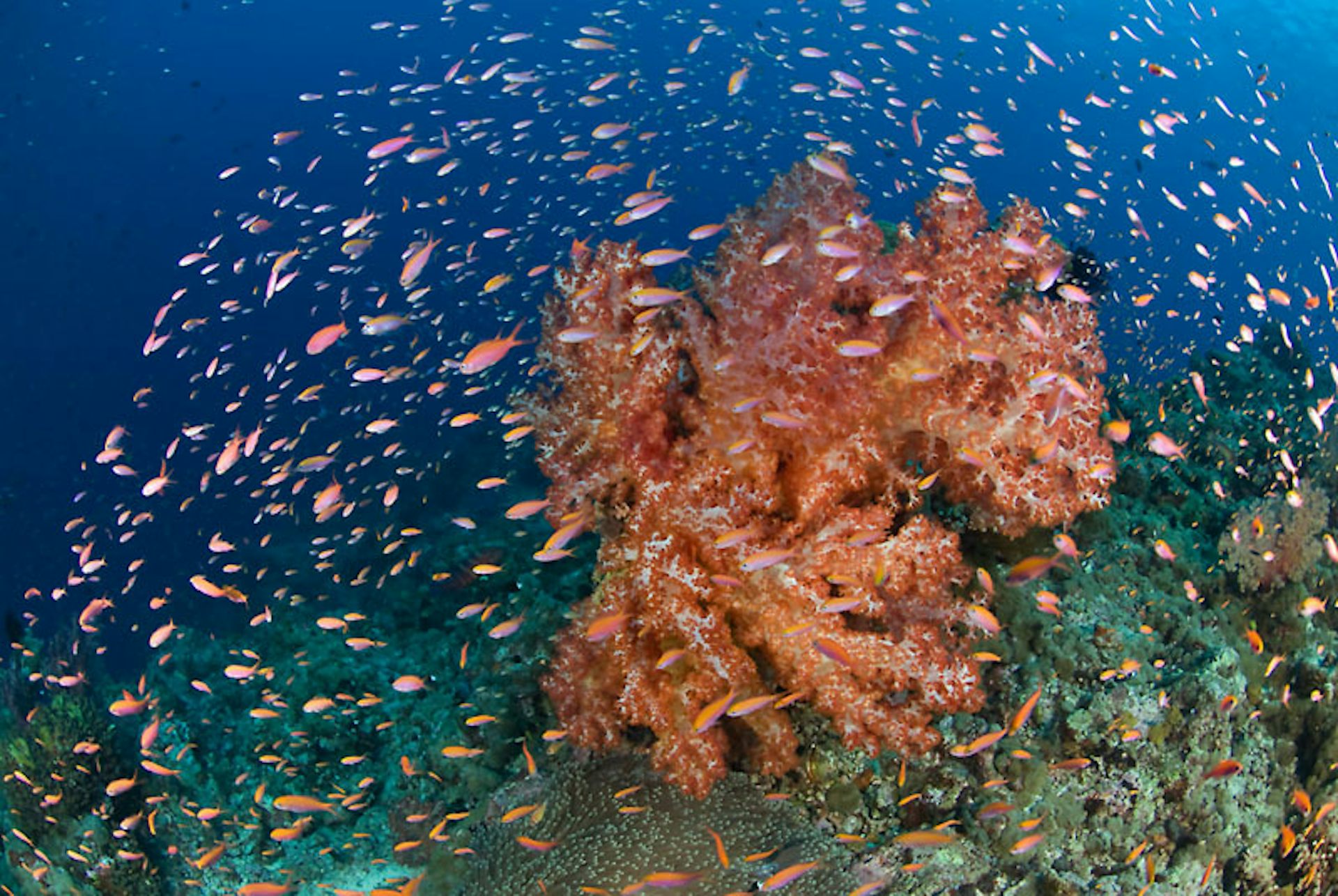 River shark and blue goanna among 1000 new species discovered in New Guinea